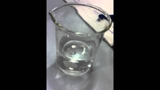 Magnesium reacting with Water [upl. by Adoc]