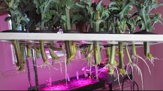 Aeroponics Cloner Update Propagate Plants Fast amp Easy From Cuttings [upl. by Vidda]