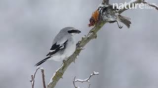 Great grey shrike feeding on a bird that it placed in its larder on rose branch Bavaria Germany [upl. by Oderf787]