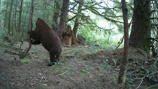 E trail Camera  The BB smelling his rub tree [upl. by Fanning]