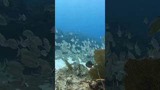 Crocker Reef Florida Keys Scuba Diving [upl. by Haimes245]