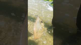 2kg ThornTail Stingray Caught in the Black Sea  Spearfishing [upl. by Mitran79]