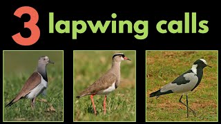 3 LAPWING CALLS from Southern Africa [upl. by Elacim]