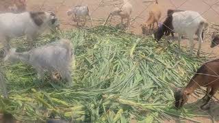 Our goat Herd During Dry Season [upl. by Wesley]