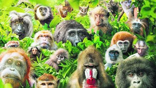 These Are All Primates That Currently Exist [upl. by Evania]