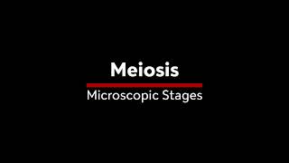 Meiosis stages under the microscope [upl. by Eeb484]