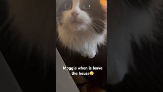 Moggie in distress because I stepped outside Hers was such a special love 😿 cats catvideos [upl. by Phillipe268]