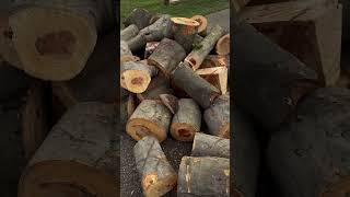 Pizza 🍕wood “drop” from the tree service firewood youtubeshorts fyp beechwood [upl. by Davey]