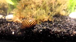 Neritina parallela snail  escargot [upl. by Zeculon]