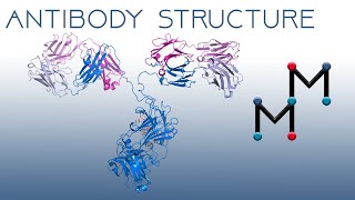 Antibody Structure The Immunoglobulin Fold and AntibodyAntigen Interactions [upl. by Boyse992]