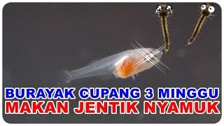 Pakan Untuk Burayak Ikan Cupang Usia 3 Minggu [upl. by Hube]