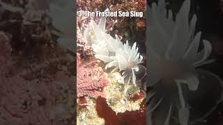 Top 5 Most Beautiful Sea Slugs shorts [upl. by Herc]