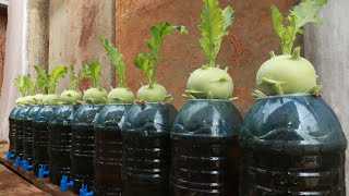 Easy  Grow kohlrabi hydroponically in plastic bottles at home [upl. by Yenal]