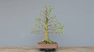 Bonsai Taxodium distichum 13 Anos Masterpiece [upl. by Rodie]