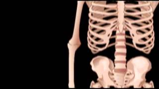 The Skeletal System Updated 2013 [upl. by Stoneham521]