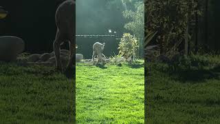 Doberman haunted a gopher family but the lawn is completely destroyed see full 5 mins video please [upl. by Melessa]