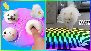 Tik Tok Chó Phốc Sóc Mini 😍 Funny Dogs 🤩 New Funny and Cute Pomeranian 464 [upl. by Trask2]