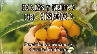 HOJAS DE NISPERO medicina herbal con muchos beneficios para tu salud [upl. by Tirzah549]