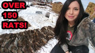 WELL OVER 150 RATS Caught by My Mink and Dogs [upl. by Gernhard]