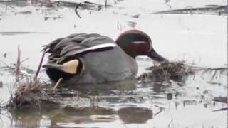 Teal at RSPB Rainham Marshes 18 Dec 2011 HD [upl. by Ahsan768]