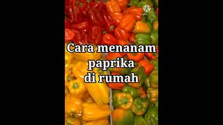 Cara Menanam Paprika di Rumah  How to Grow Peppers at Home [upl. by Aneelehs]