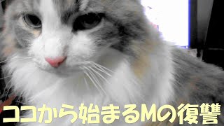 目指せモモ20歳～PC前を陣取る猫あるある～レイアウト変更の失敗⭐ママにかまって貰える場所 [upl. by Ruy74]