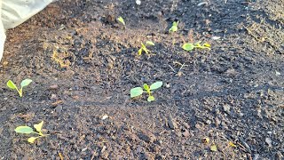 Transplanting Cabbage Seedlings [upl. by Omor987]