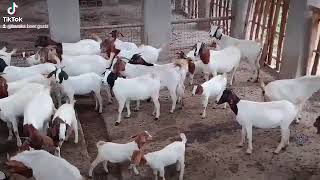 Boer goats farming baraka Boers Uganda [upl. by Anoif]