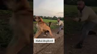 pitbull dog lover status video 💀♥️  top 5 most dangerous and deadliest 🥴🥵 dog breed in the world 🌍 [upl. by Seuguh]