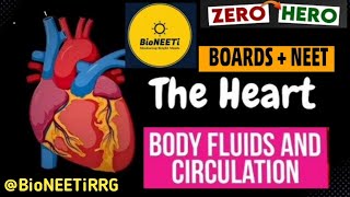 Human Heart  Structure NEET NCERT Biology Body Fluids And Circulation [upl. by Gaut410]