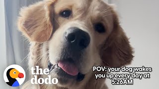 Golden Retriever Has A Very Specific Routine  The Dodo [upl. by Sivla668]