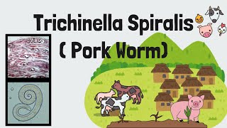 Trichinella spiralis FULL Lecture  Pork Worm  Trichinosis  Intestinal Nematodes  Novice Medic [upl. by Briscoe]