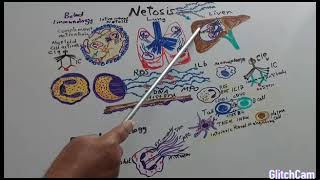 NETosis in COVID19 and chronic liver diseases [upl. by Ahsenit]