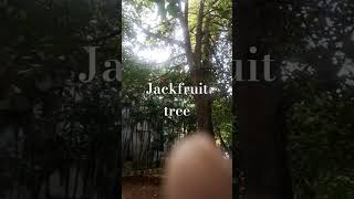 jackfruit tree nature tree greenery [upl. by Otrebogir]