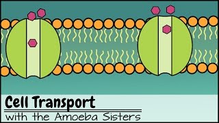 Cell Transport [upl. by Hebrew177]