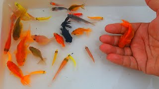 Looking for goldfish guppies whale turtle crab snake frog koi lemon fish platies [upl. by Egiarc]