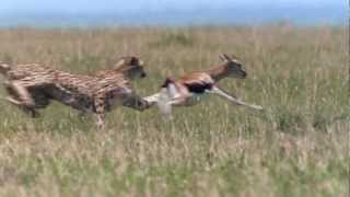 Cheetah  Fastest Running Animal  1080 HD [upl. by Grindlay751]