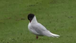 Mediterranean Gulls in Singleton Park Swansea [upl. by Siraved]