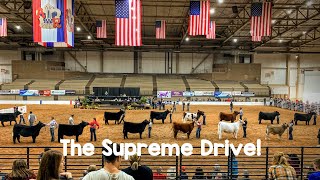 The Supreme Drive  The American Royal Cattle Show 2019 [upl. by Mariand]