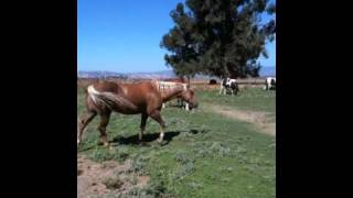 Mares in heat how it changes Horses amp Herd Behavior  Rick Gore Horsemanship [upl. by Nappy]