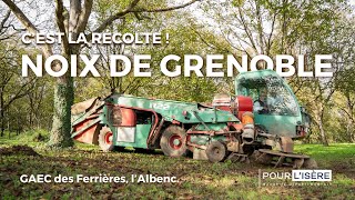 Noix de Grenoble cest la récolte au GAEC des Ferrières [upl. by Mab28]