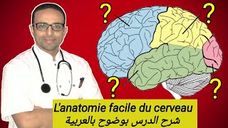 Anatomie du CERVEAU 🧠 [upl. by Ardnauqal]