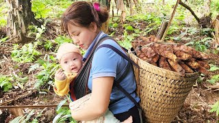 Harvest ferns and go sell  Make pickles  Trieu Thi Nhiem [upl. by Simon]