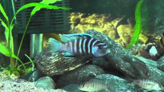 Cynotilapia afra quotLikomaquot White Top  Male [upl. by Bausch180]