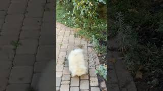 Cute pomeranian dog barking sound [upl. by Benia]