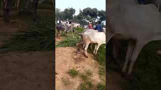 Jodugatte cattle fair market every sunday AGRIANIMALS [upl. by Evander]