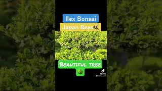 Ilex crenata bonsai with Japan bees Beautiful style trees [upl. by Attehcnoc]