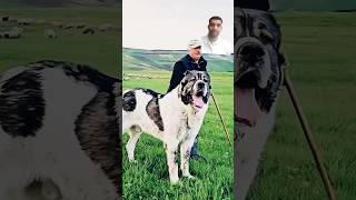 dog guarddogs bigdog bestguarddog canecorso guardog keşfet guard pitbull amazingfacts [upl. by Nossaj]