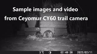 Review of CEYOMUR CY60 24MP 1080P wildlife trail camera [upl. by Yelyab]