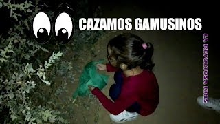 CAZAMOS GAMUSINOS COMO CAZAR GAMUSINOS retosdivertidos creadoresderetos challenge [upl. by Halsy]